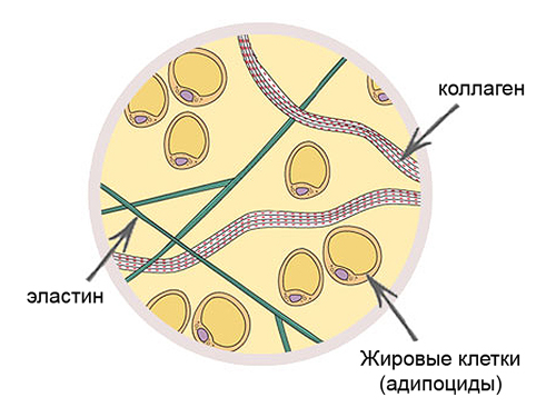 Структура соединительной ткани